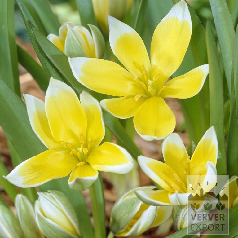 Tulpen tarda (12013)