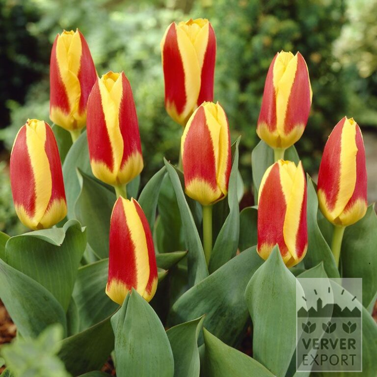 Tulpen 'Stresa' (12022)