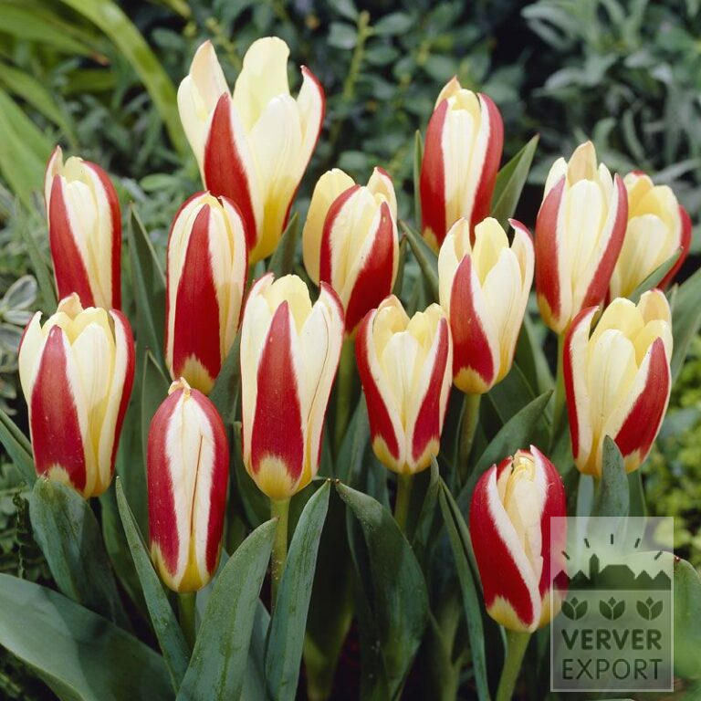 Tulpen 'The First' (12023)