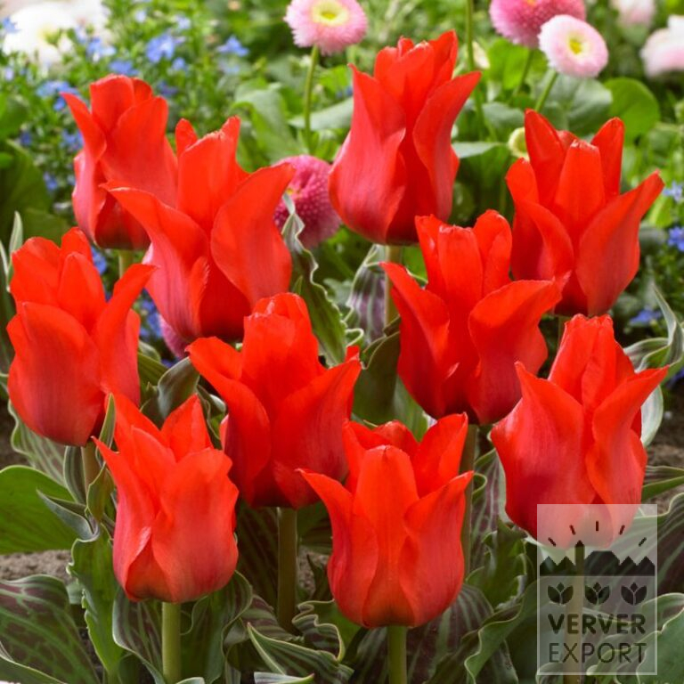 Tulpen 'Rotkäppchen' (12028)