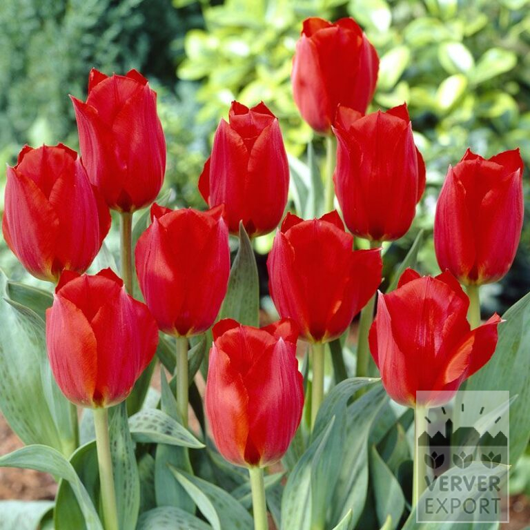 Tulpen 'Grand Prestige' (12033)