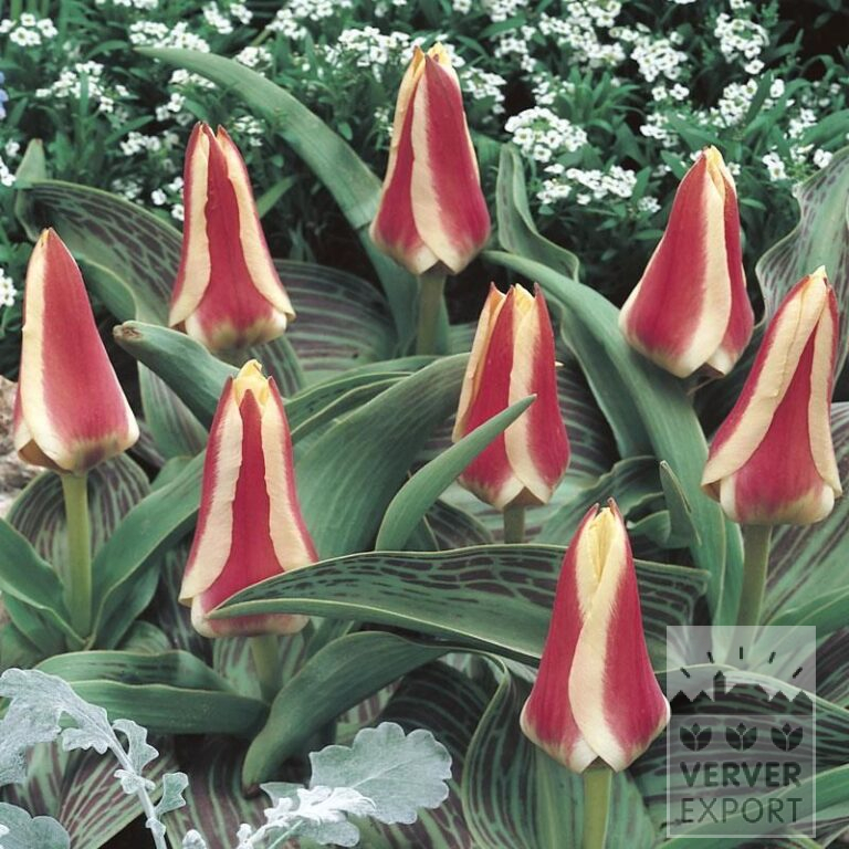 Tulpen 'Mary Ann' (12035)
