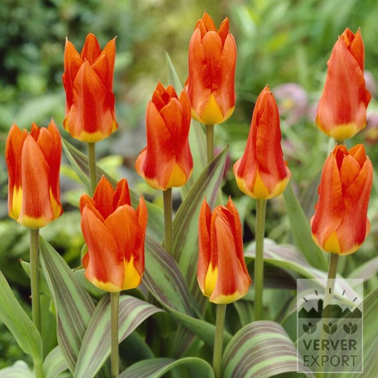 Tulpen 'Juan' (12049)