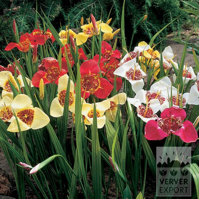 Tigridia pavonia Mischung (28034) – Bild 2