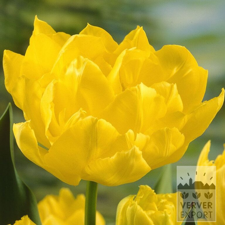 Tulpen 'Monte Carlo' (12085)