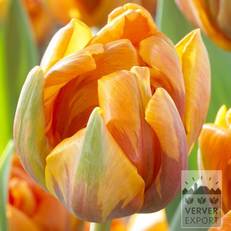 Tulpen 'Orange Princess' (12091)