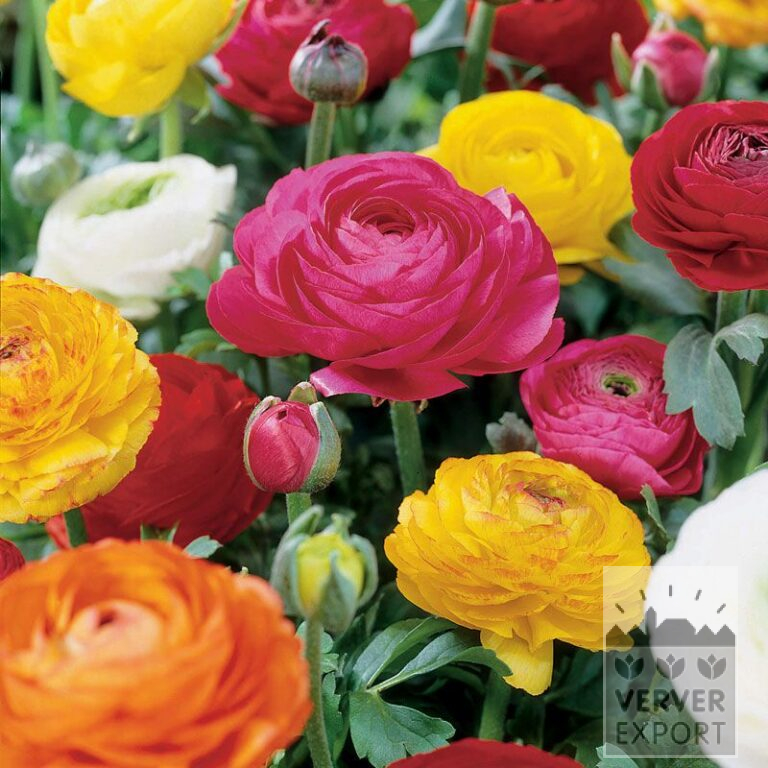 Ranunculus Mischung (36095)