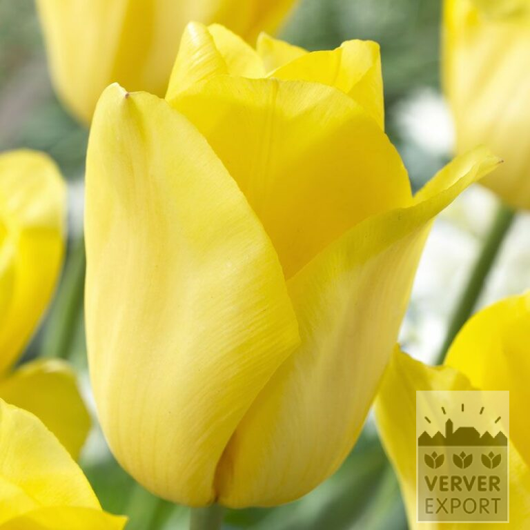 Tulpen 'Strong Gold' (12155)