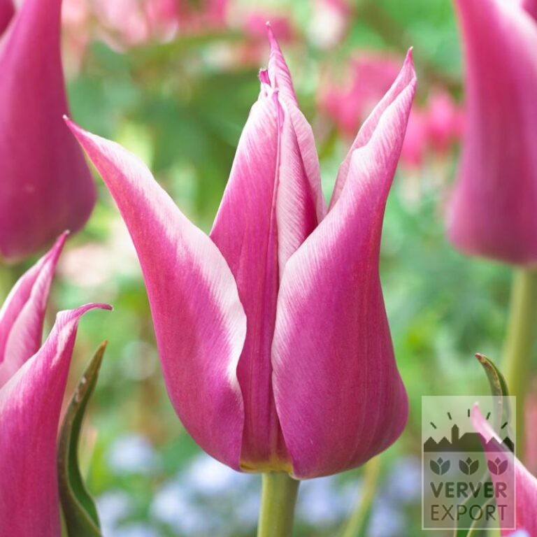 Tulpen 'Ballade' (12184)