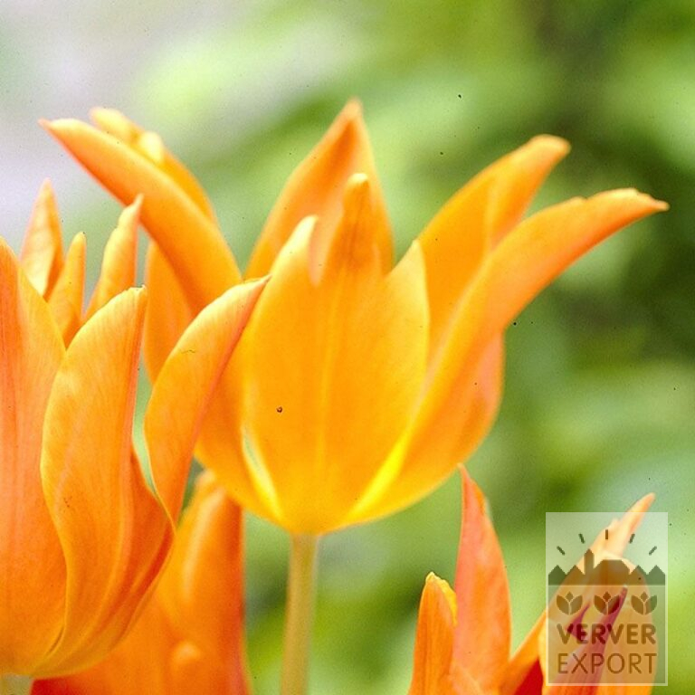 Tulpen 'Ballerina' (12185)
