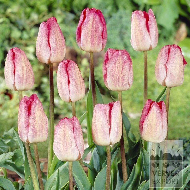 Tulpen 'Gander's Rhapsody' (12210)