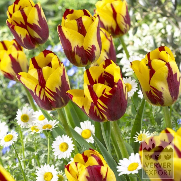 Tulpen 'Helmar' (12211)