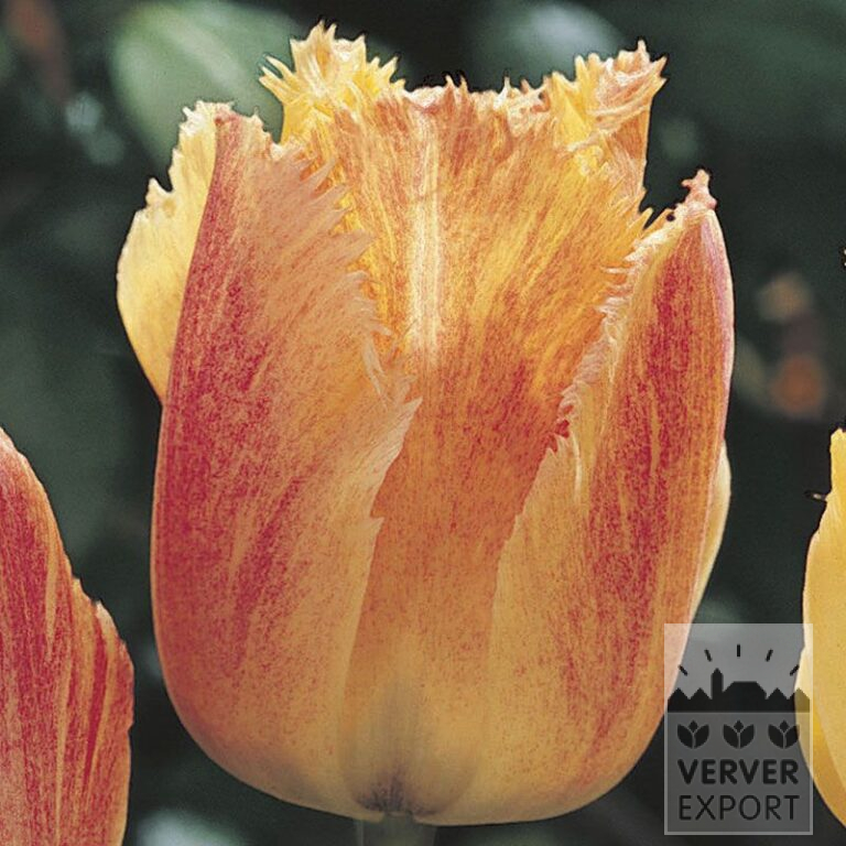 Tulpen 'Fringed Rhapsody' (12231)