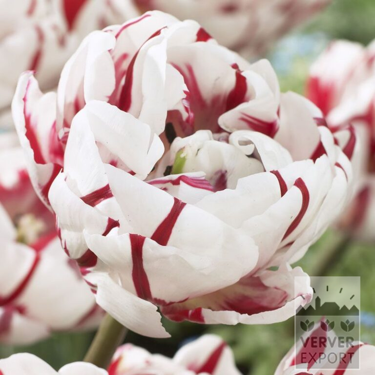 Tulpen 'Carnaval de Nice' (12235)