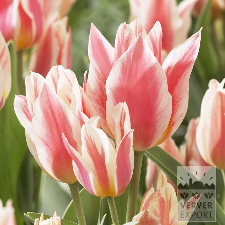 Tulpen 'Québec' (12274)
