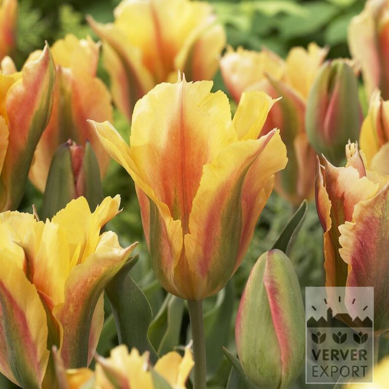 Tulpen 'Golden Artist' (12285)