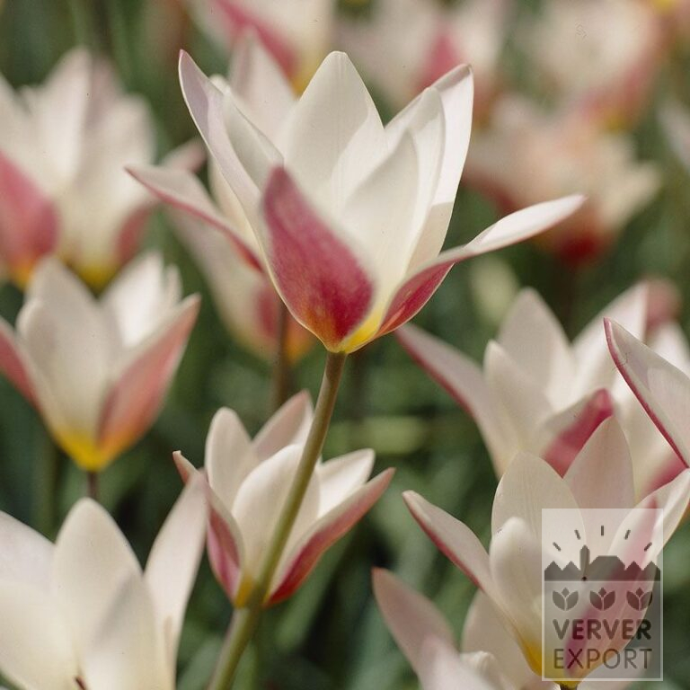 Tulpen clusiana 'Lady Jane' (12301)