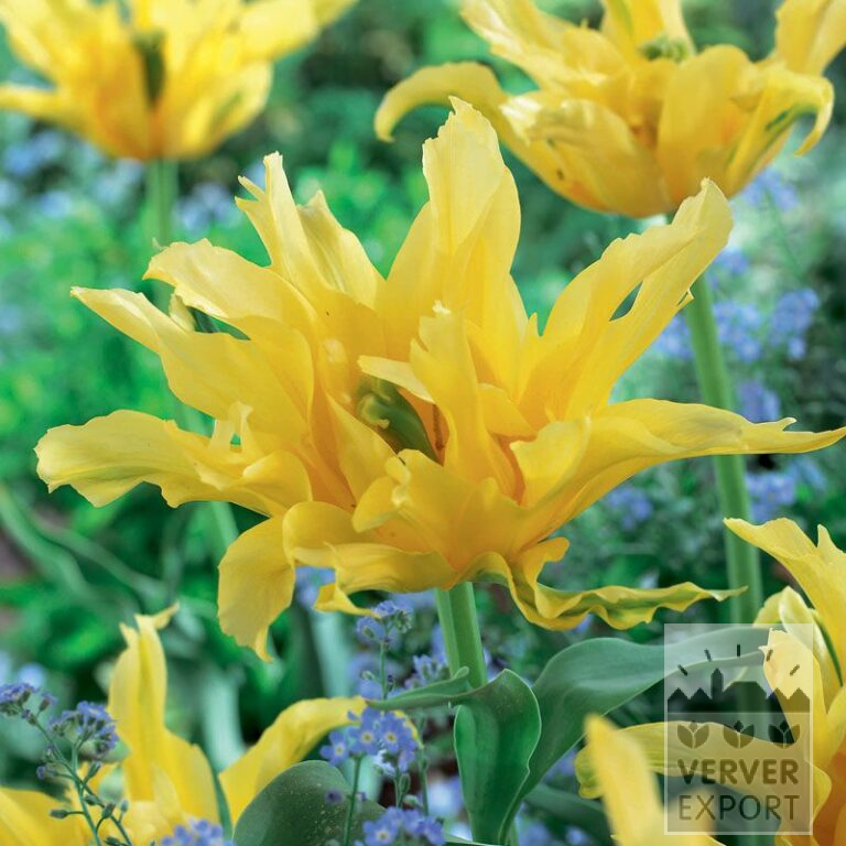 Tulpen 'Yellow Spider' (12307)