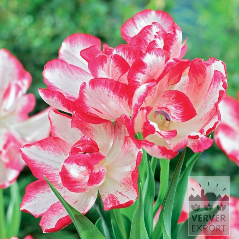 Tulpen 'Cartouche' (12316)