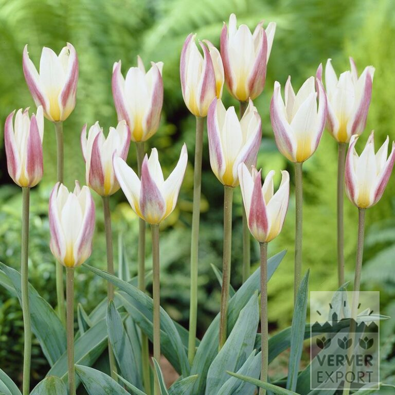 Tulpen 'Ice Stick' (12324)
