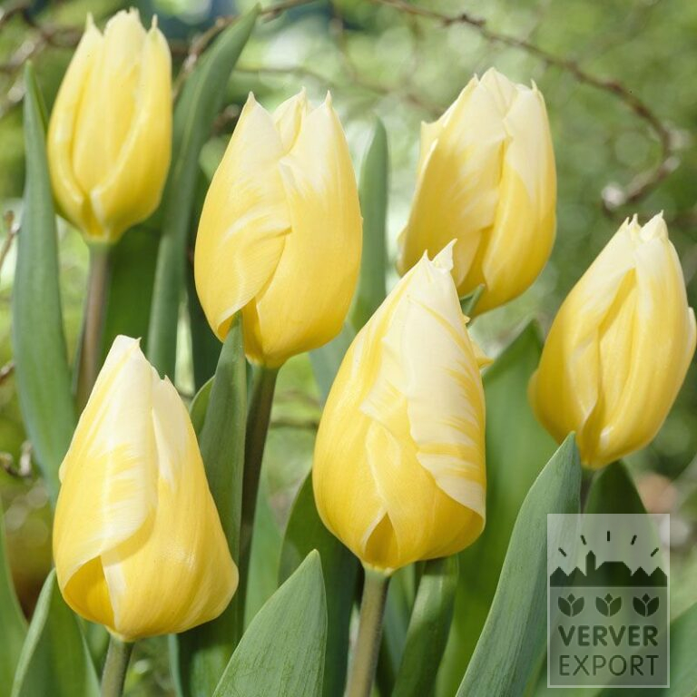 Tulpen 'Sweetheart' (12325)