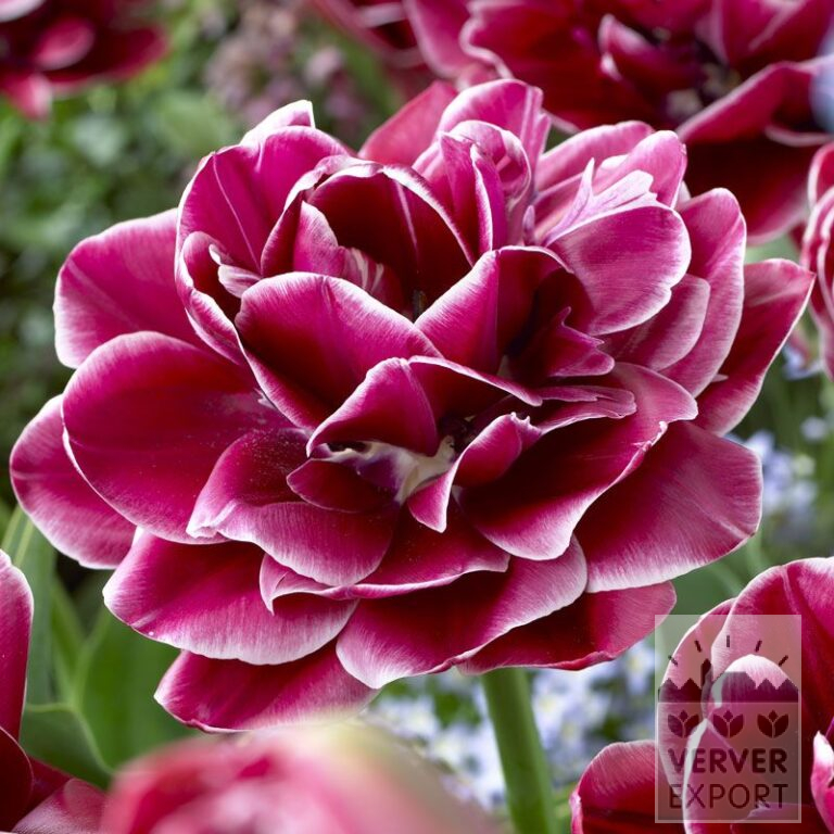 Tulpen 'Dreamtouch' (12345)