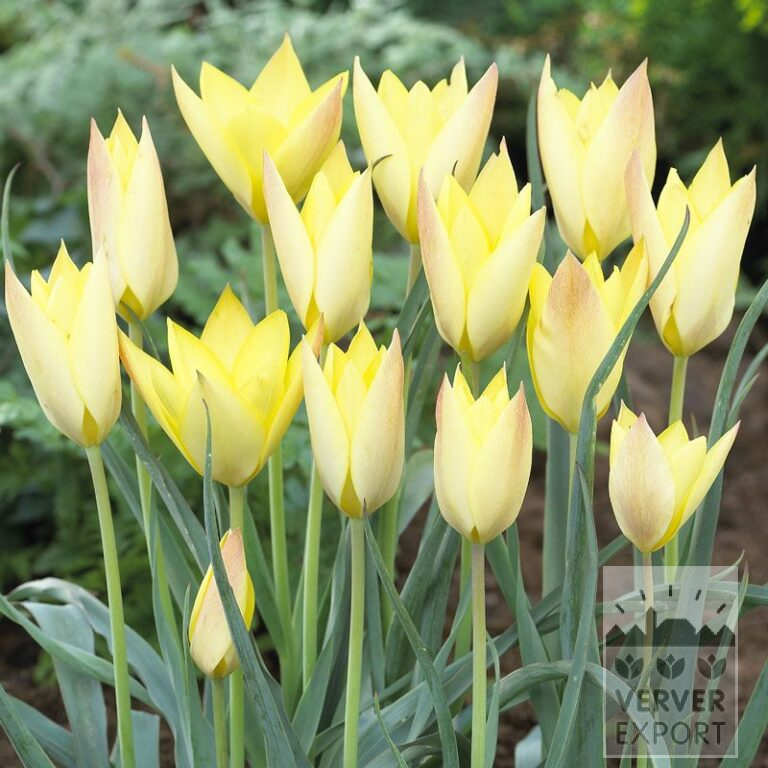 Tulpen 'Honky Tonk' (12357)