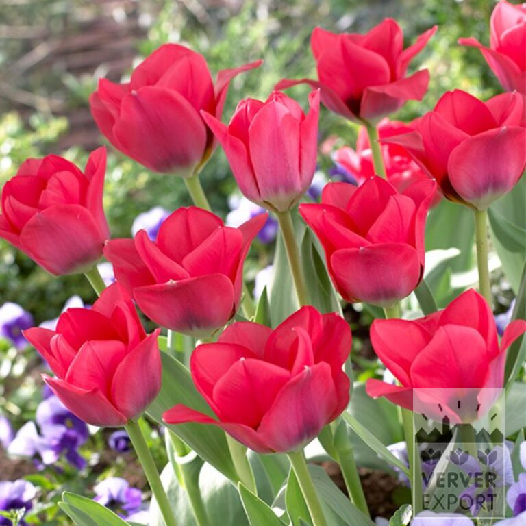 Tulpen 'Portland' (12362)