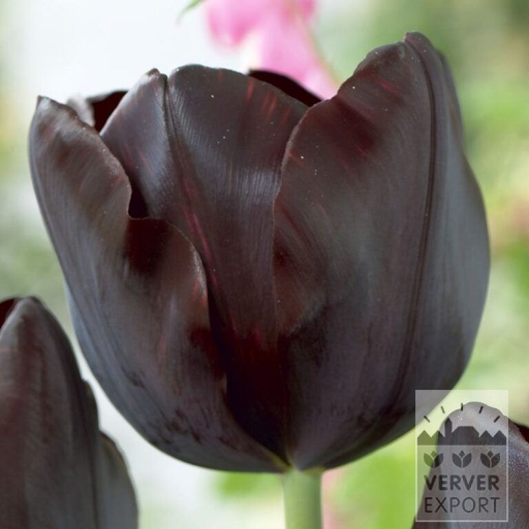 Tulpen 'Black Beauty' (12374)