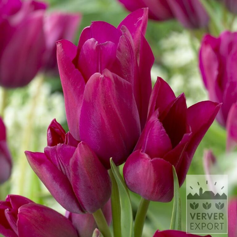 Tulpen 'Night Club' (12388)