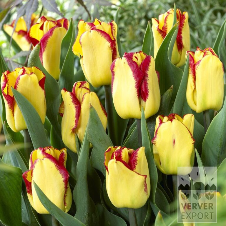 Tulpen 'Cape Town' (12393)