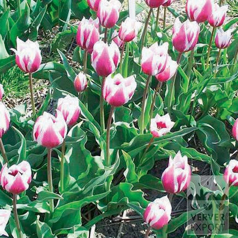 Tulpen Hist. 'Lac van Rijn' (12405)