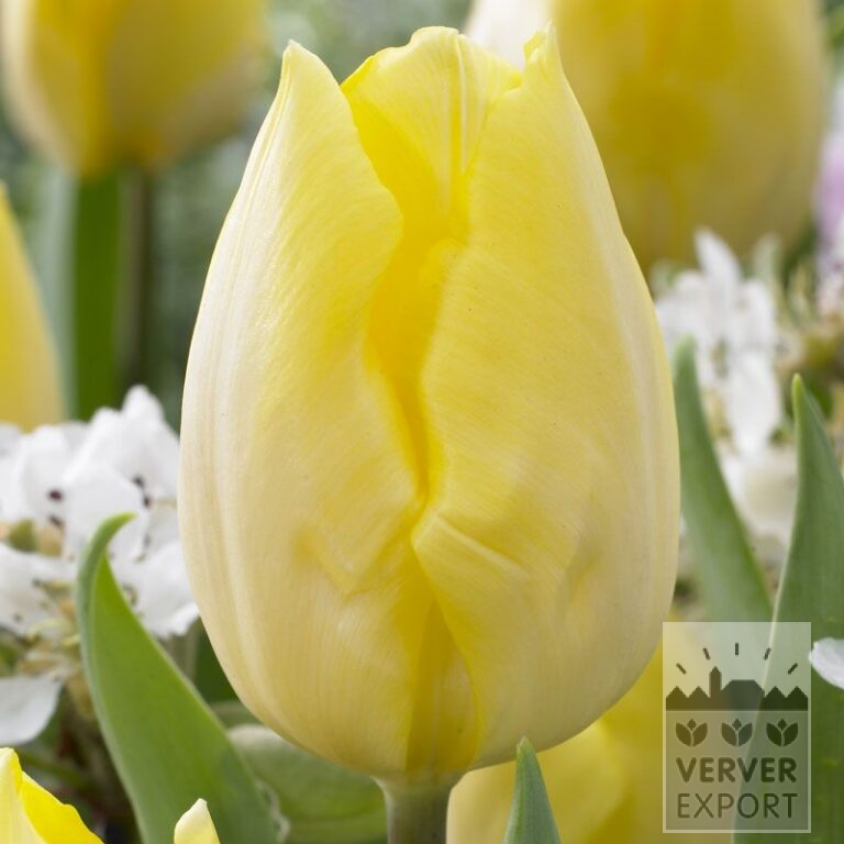 Tulpen 'Sunny Prince' (12506)