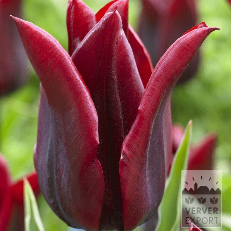 Tulpen 'Lasting Love' (12513)
