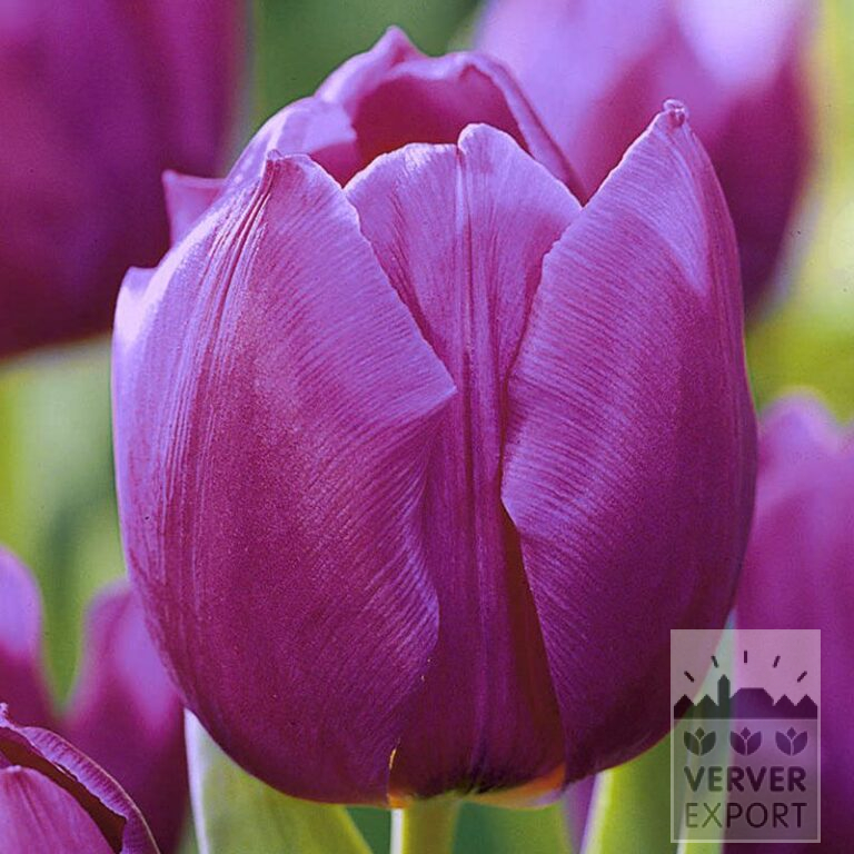 Tulpen 'Purple Prince' (12515)