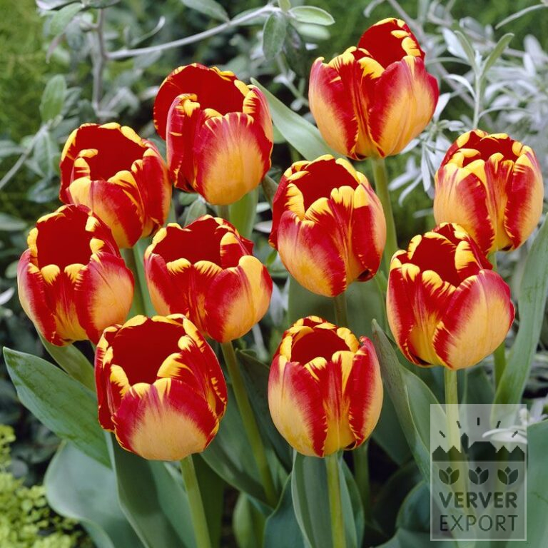 Tulpen 'Banja Luka' (12516)