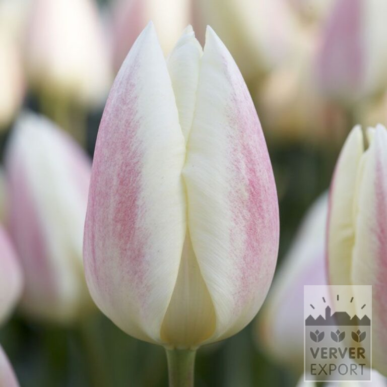Tulpen 'Silk Surprise' (12519)