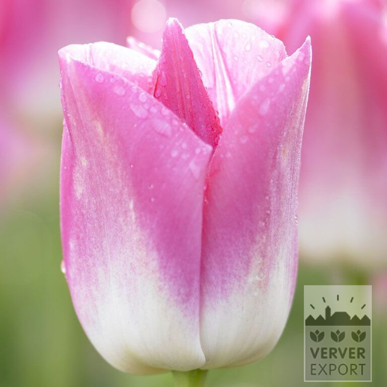 Tulpen 'Dynasty' (12527)