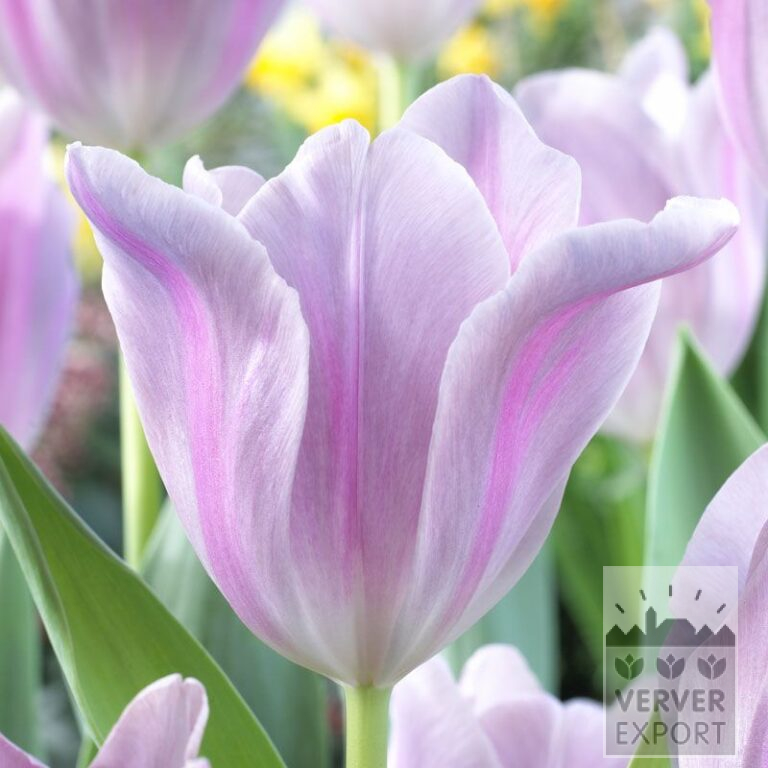 Tulpen 'Mistress Mystic' (12537)