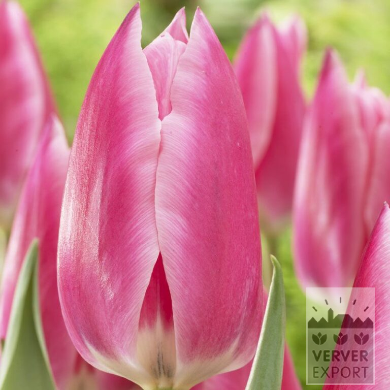 Tulpen 'Pink Surprise' (12538)