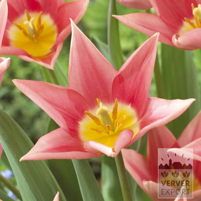 Tulpen 'Neper' (12539)