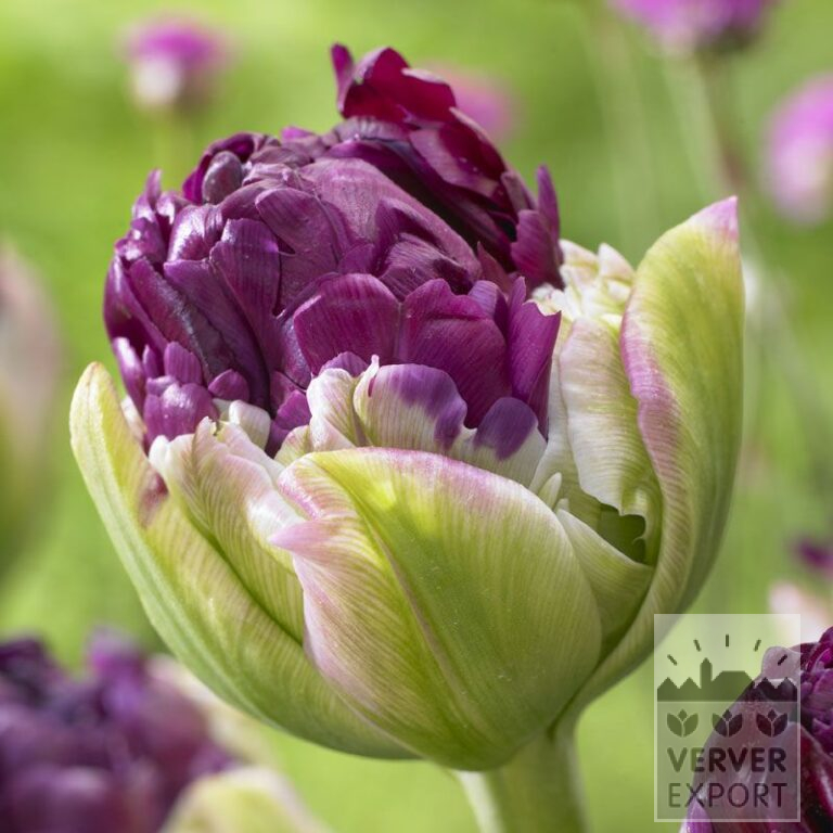 Tulpen 'Pop Up Purple' (12544)