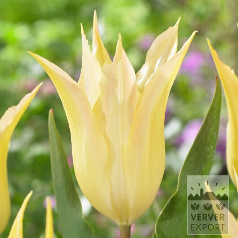 Tulpen 'Johan Cruyff' (12556)