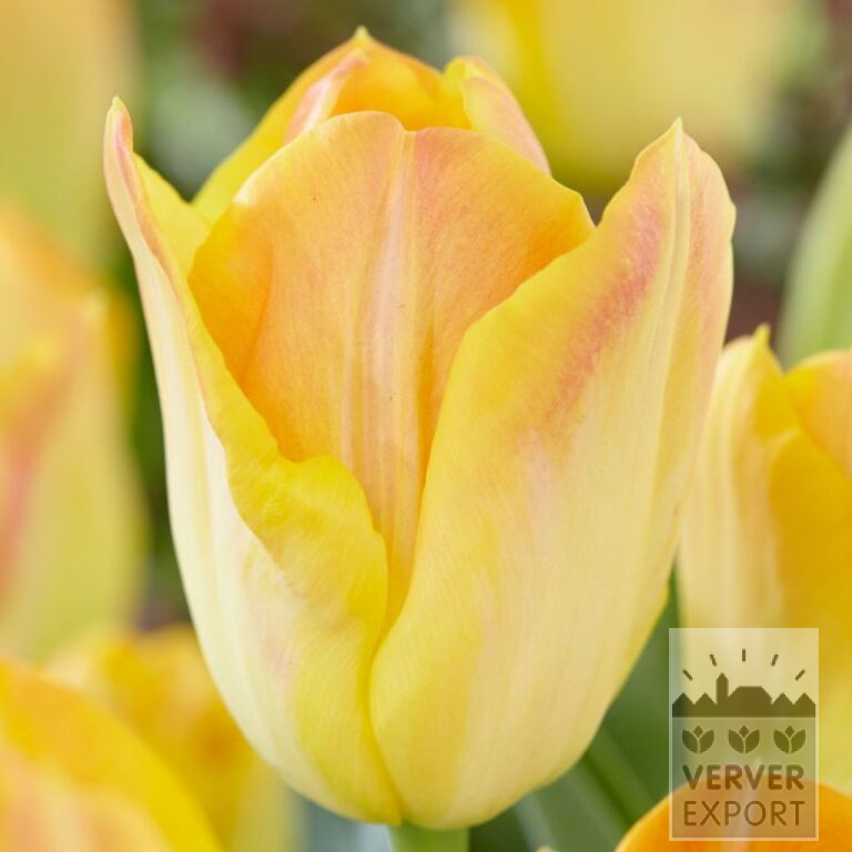 Tulpen 'Salmon Dynasty' (12570)