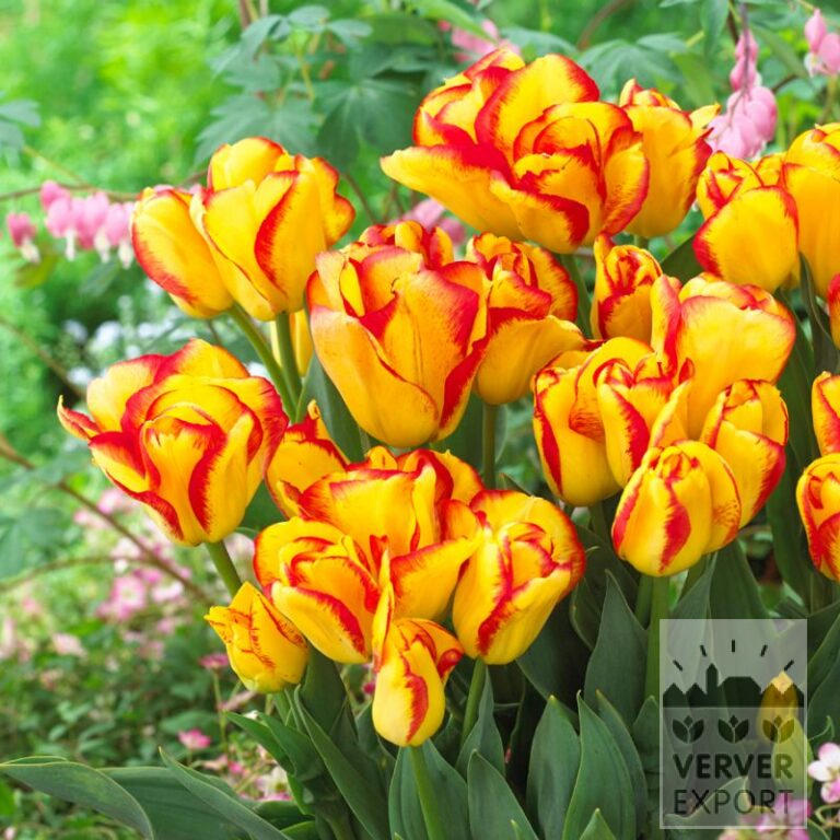 Tulpen 'Outbreak' (12591)