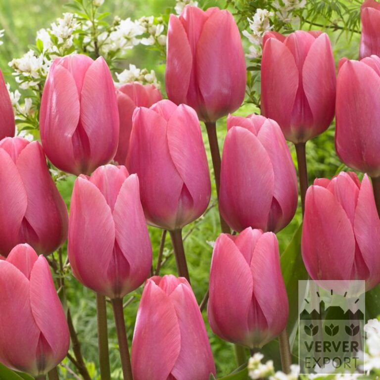 Bio-Blumenzwiebeln bio Tulipa 'Big Love' (12621)