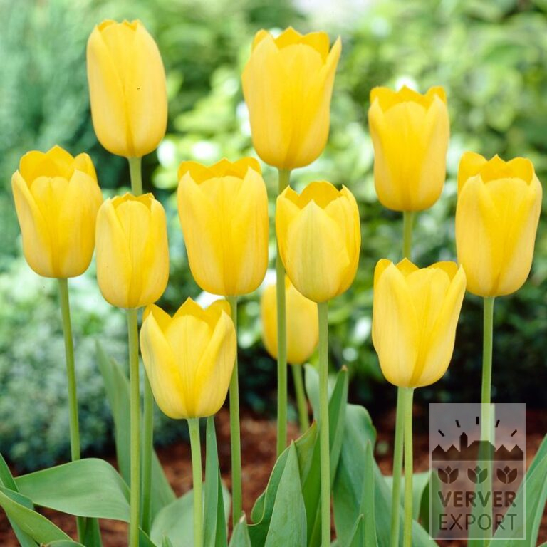 Bio-Blumenzwiebeln bio Tulipa 'Muscadet' (12623)