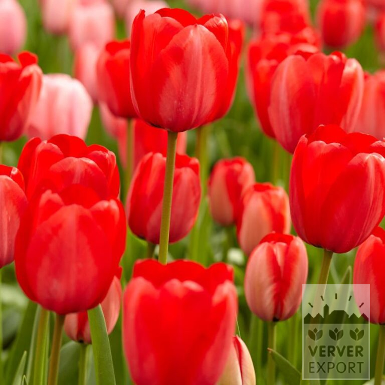 Bio-Blumenzwiebeln bio Tulipa 'Red Impression' (12624)