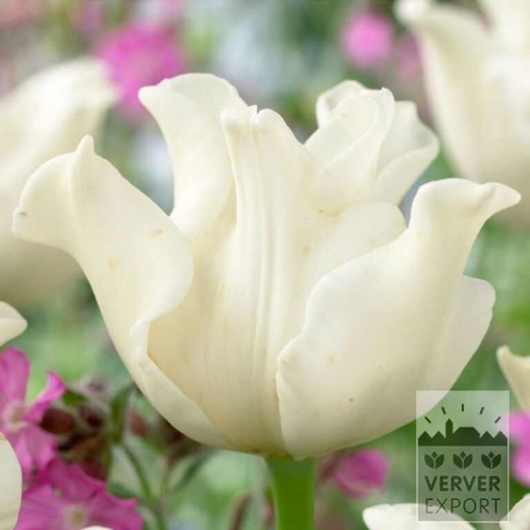 Tulpen 'White Liberstar' (12702)