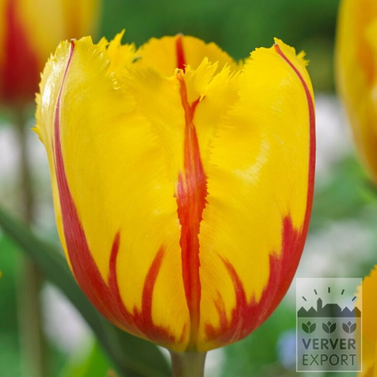 Tulpen 'Flamenco' (12706)